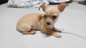 Chihuahua Hunde