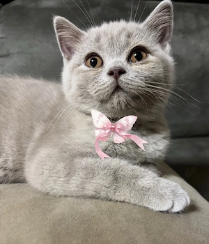 BKH Kitten kleine Prinzessin wartet auf euch 