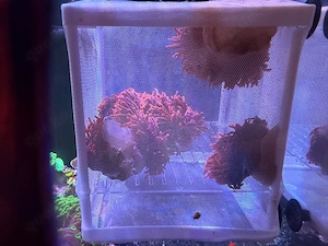 kupfer Anemonen Meerwasser