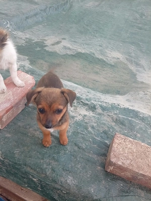 Hunde Welpen Baby Hund