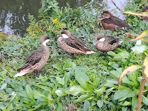 Ente Enten Zierenten Wassergeflügel Bahamaenten zu verk. 