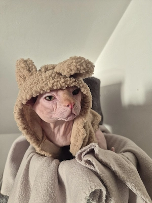 Kater Dobby sucht ein liebevolles Zuhause