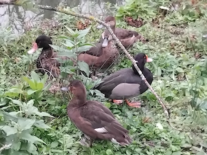 Enten Wassergeflügel Zierente Peposakaenten zu verk. 