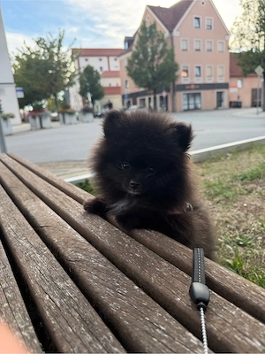 Pomeranian Welpe