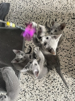 Russisch Blau Kitten