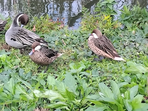 Ente Zierenten Wassergeflügel Spießenten zu verk. 