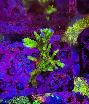 Montipora Digitata Contraband Mehrfach verzweigt