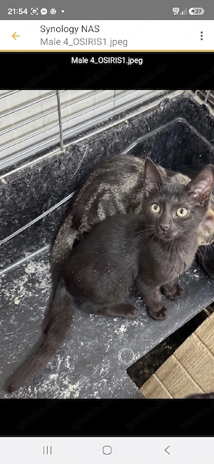 Osiris sucht ein liebevolles Zuhause