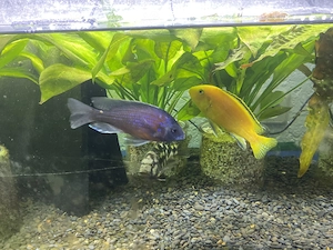 3 Malawibarsche männlich Yellow Kadango und Schläfer
