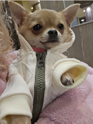 Mini Chihuahua 