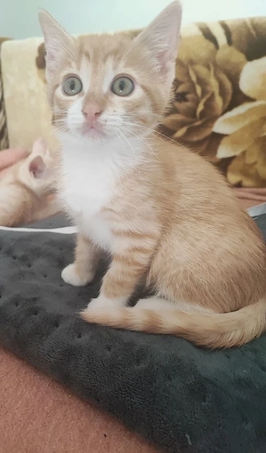 kitten abzugeben