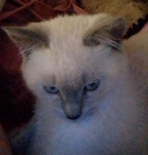 Kater zu verkaufen 3 jahre alt