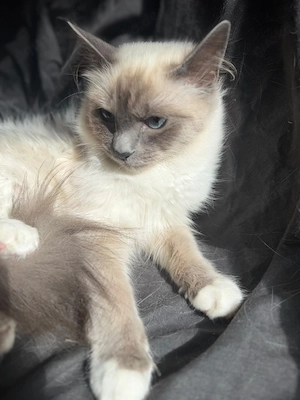 Heilige Birma Katze Kater
