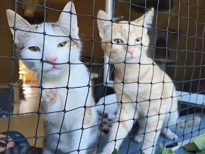 Garfi & Ariana   zwei entzückende Katzenkinder