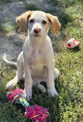 Liebenswertes Hundekind Samson sucht sein Herzblatt
