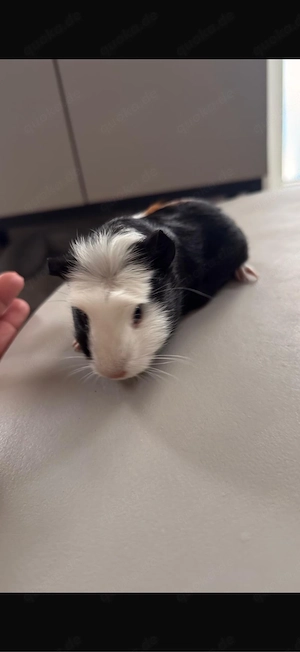 ** Kleines Meerschweinchen -Böckchen abzugeben**