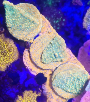 Montipora Gold Rush 