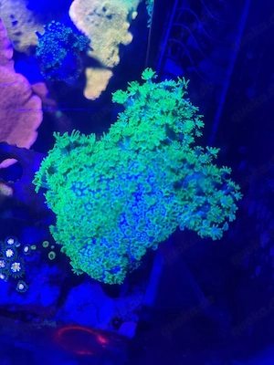 Alveopora tizardi grün