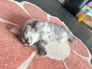 Verschmuste Maine Coon Kitte