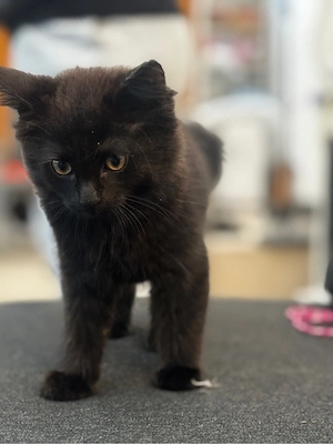      Süßer schwarzer Kater sucht ein liebevolles Zuhause!   