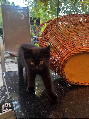 Schwarzer kitten sucht ein neues zuhause und ein neuen freund 