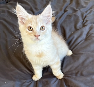 Typvoller, reinrassiger Maine Coon Baby Kater 