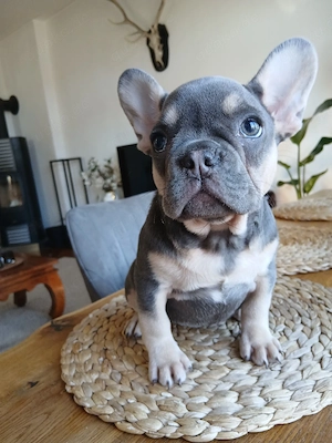 Französische Bulldogge Hündin Amy mit Ahnentafel Französische Bulldogge Hündin Amy - in der  Blue an