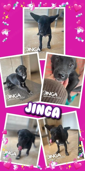 kleines, liebes, zartes, wunderschönes Welpenmädchen "Jinga" sucht ein Zuhause