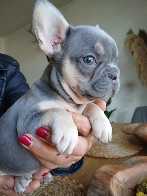 Französische Bulldogge Rüde Brutus mit Ahnentafel 
