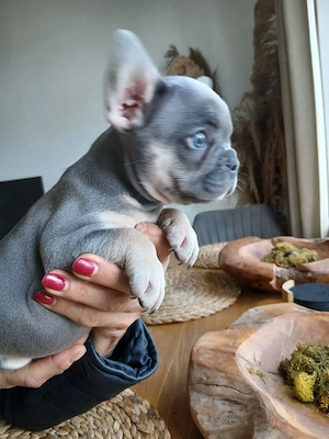 Französische Bulldogge Rüde Rocco mit Ahnentafel 