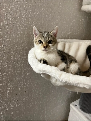   Bengal Mix Katzenbabys  wunderschöne Kater suchen ihr Für-immer-Zuhause    