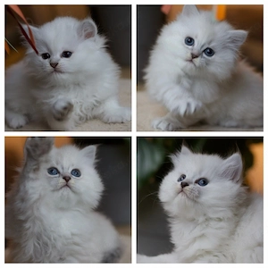 Charmante reinrassige BLH kitten, abgabebereit