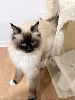 heilige Birma männchen und weibchen 