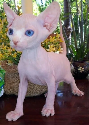 No te pierdas estos gatitos Sphynx