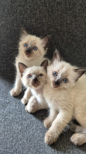 Reinrassige Siam Katzen Kätzchen, alter Typ Thai Siam Kitten