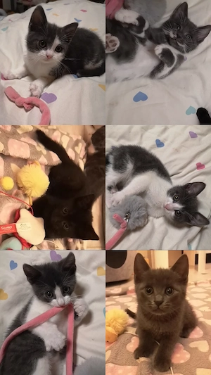BKH-Bengal-Mix kitten