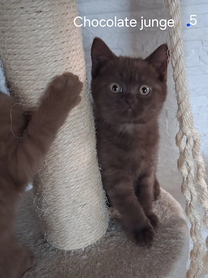 Reinrassige BKH Cinnamon  Kitten 