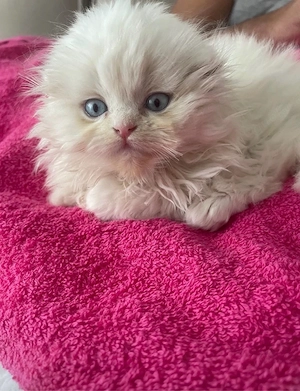 Perser Kitte Chanel