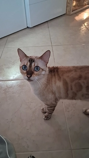 Snow Bengal Katze