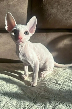 Cornish-Rex-Katerchen