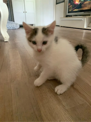 2katzenbabys kater und katze