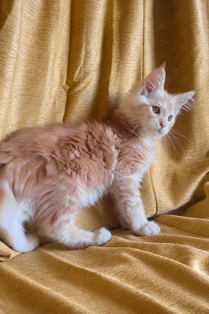 Maine-Coon-Kätzin