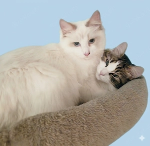 Rassekatzen Ragdoll Kater & Katze 