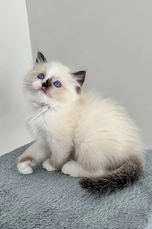 Ragdoll-Kätzchen sucht ein Zuhause