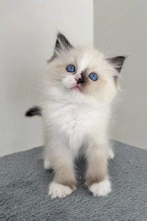 Ragdoll-Kätzchen sucht ein Zuhause