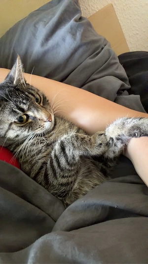 katze sucht liebevolles zuhause 