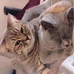  Zwei wunderschöne Britisch-Kurzhaar-Katzen suchen gemeinsam ein liebevolles Zuhause 