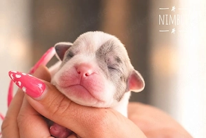französische Bulldogge welpen