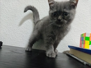 Zuckersüßes graues Kitten in liebevolle Hände abzugeben
