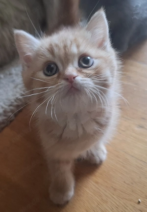 Kleiner garfield sucht ein Zuhause 